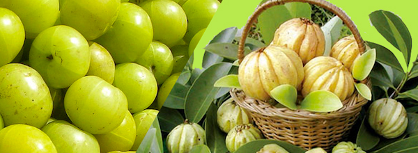 Garcinia Cambogia Extract 