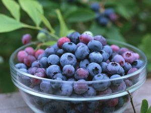 Blueberry-Fruit